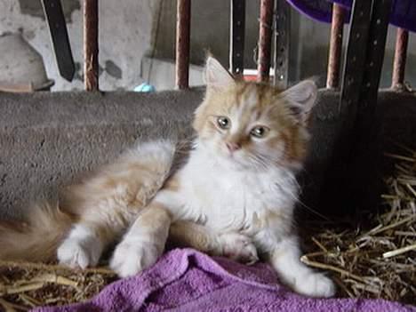 Blanding af racer Bølle billede 6