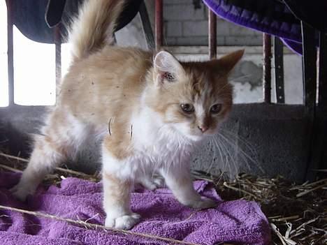 Blanding af racer Bølle billede 7