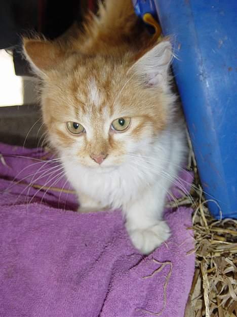 Blanding af racer Bølle billede 8