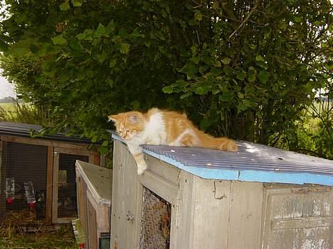 Blanding af racer Bølle billede 9