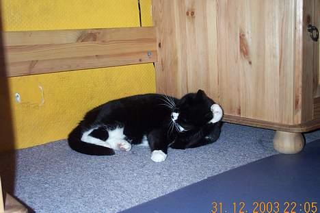 Blanding af racer Pjuske billede 5