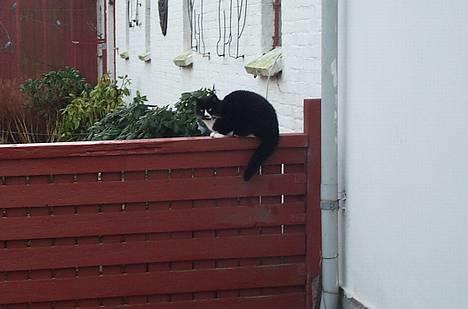 Blanding af racer Pjuske billede 6