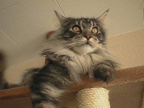 Maine Coon DK Maine Streams BENJAMIN - Hyggetrold billede 1