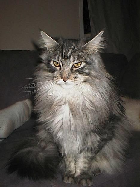 Maine Coon DK Maine Streams BENJAMIN - Se hvor fin jeg er.. billede 2