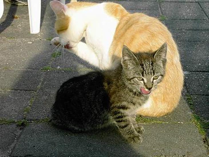 {{currentPhoto.altText}} billede {{currentPhoto.number}}