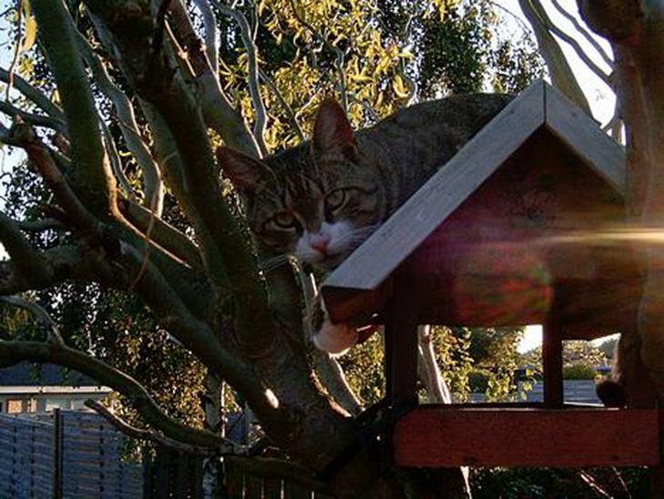 {{currentPhoto.altText}} billede {{currentPhoto.number}}