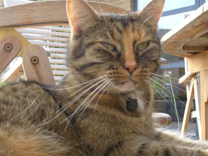 {{currentPhoto.altText}} billede {{currentPhoto.number}}