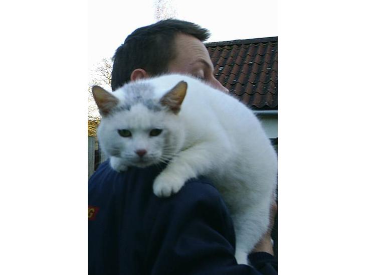 Huskat Max  - Jyden holder mig lige  billede 1