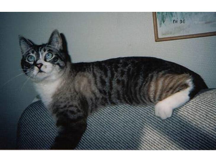 {{currentPhoto.altText}} billede {{currentPhoto.number}}