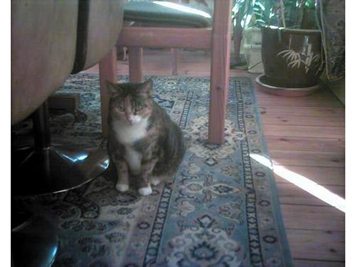 {{currentPhoto.altText}} billede {{currentPhoto.number}}