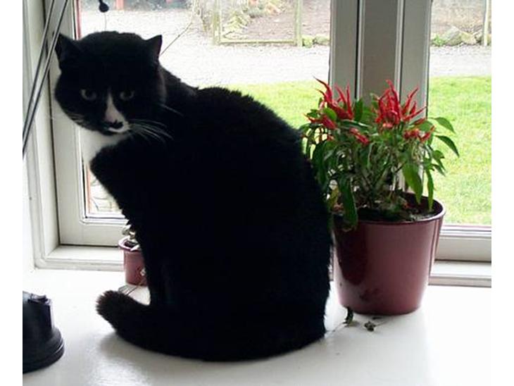 {{currentPhoto.altText}} billede {{currentPhoto.number}}