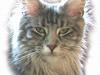 Maine Coon Athenais d'Arcadia [ Himmelkat]