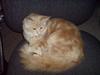 Maine Coon innocent girl