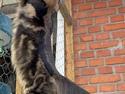 Maine Coon Savincoon Woodstock