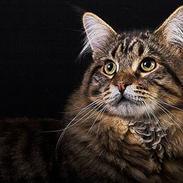 Maine Coon  Vingsted´s  Gentlemann