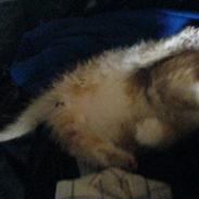 Huskat Pom-Pom