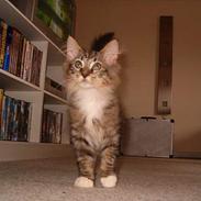 Maine Coon felix