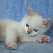 Ragdoll Bailey