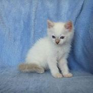 Ragdoll Bailey