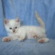 Ragdoll Bailey