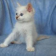 Ragdoll Bailey