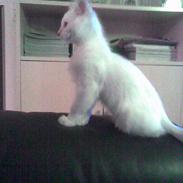 Ragdoll Bailey