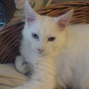 Maine Coon Hefaistos