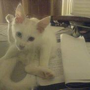 Maine Coon Hefaistos