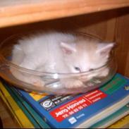 Maine Coon Hefaistos