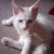 Maine Coon Hefaistos