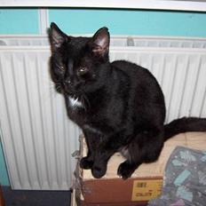 Huskat Cæsar R.I.P. <33