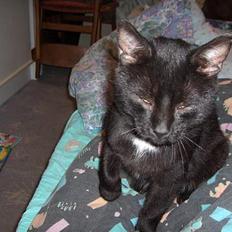 Huskat Cæsar R.I.P. <33