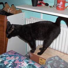 Huskat Cæsar R.I.P. <33