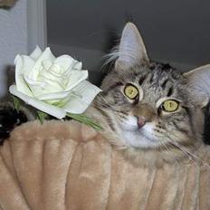 Maine Coon Vingsted´s Gentlemann