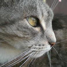 Huskat Hansa*død:'/ Hvil i fred 