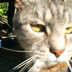 Huskat Hansa*død:'/ Hvil i fred 