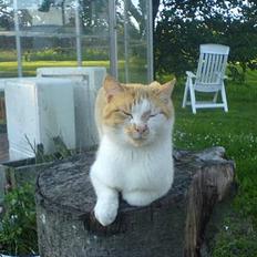 Huskat Katmissen †død†