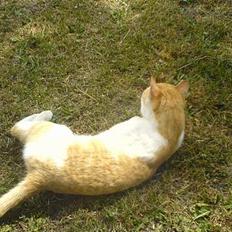 Huskat Katmissen †død†