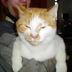 Huskat Katmissen †død†