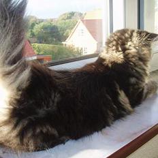Maine Coon Havana