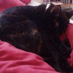 Blanding af racer Chanel