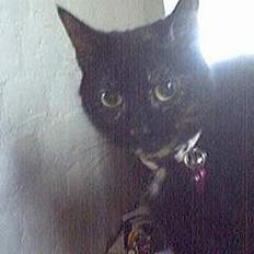 Blanding af racer Chanel