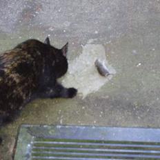 Blanding af racer Chanel