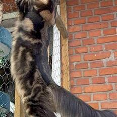 Maine Coon Savincoon Woodstock 