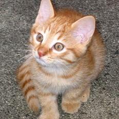 Huskat Louie- forsvundet..:(