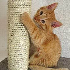 Huskat Louie- forsvundet..:(