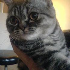 Blanding af racer Lillefod