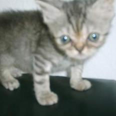 Blanding af racer Lillefod