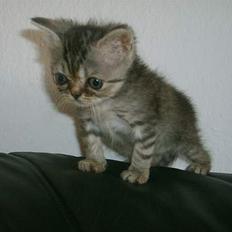 Blanding af racer Lillefod