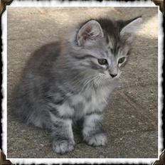 Norsk Skovkat Buum-Cats Diesella